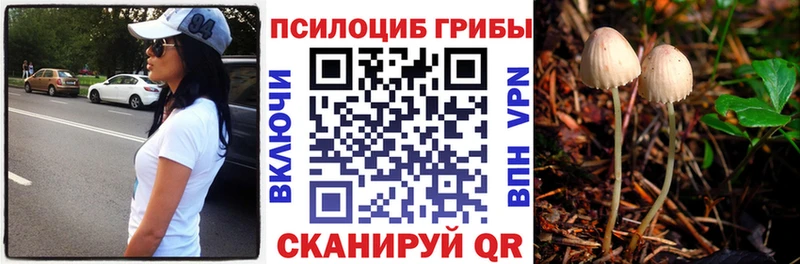 OMG ссылка Стародуб Галлюциногенные грибы GOLDEN TEACHER